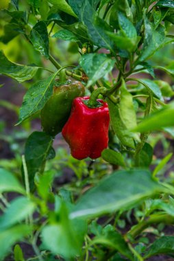 Red bell pepper grows in a house garden. Bulgarian pepper plants. Healthy organic food and agriculture concept