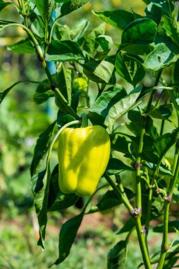 Genç yeşil dolma biber bir ev bahçesinde yetişiyor. Bulgar biber bitkileri. Sağlıklı organik gıda ve tarım kavramı