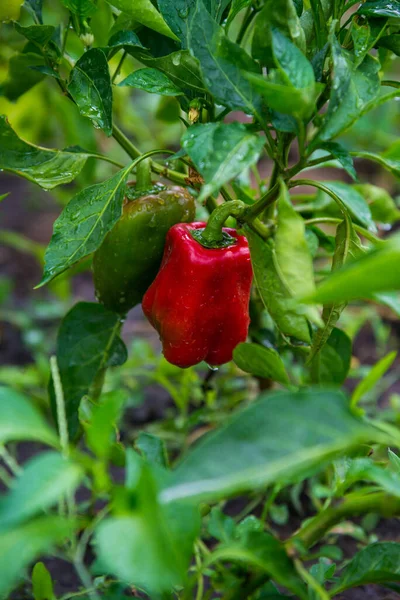 Red Bell Pepper Grows House Garden Bulgarian Pepper Plants Healthy — Fotografia de Stock