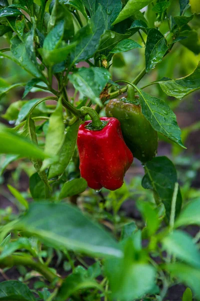 Red Bell Pepper Grows House Garden Bulgarian Pepper Plants Healthy — Fotografia de Stock