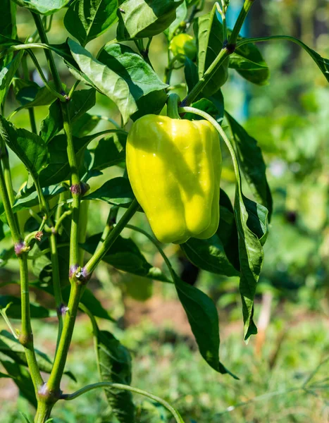 Young Green Bell Pepper Grows House Garden Bulgarian Pepper Plants — Fotografia de Stock