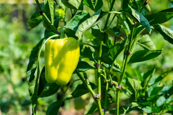 Young Green Bell Pepper Grows House Garden Bulgarian Pepper Plants — ストック写真