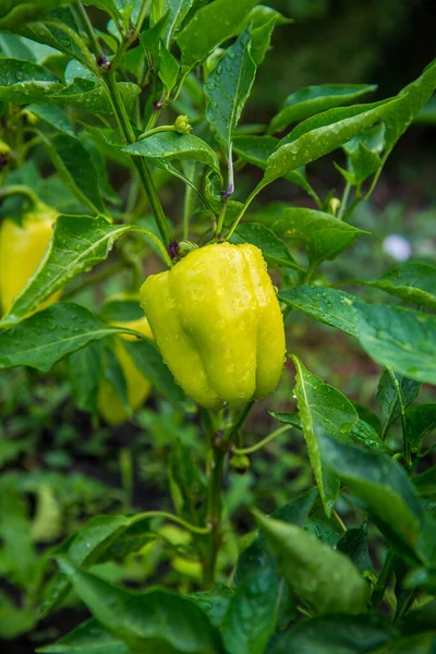 Young Green Bell Pepper Grows House Garden Bulgarian Pepper Plants — Fotografia de Stock