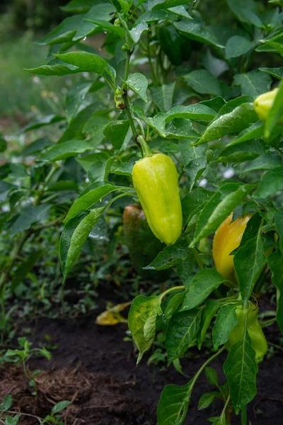 Junger Grüner Paprika Wächst Hausgarten Bulgarische Pfefferpflanzen Gesunde Biologische Lebensmittel — Stockfoto