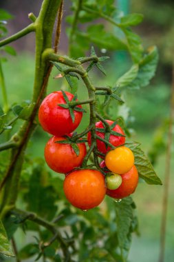 Bunch of ripe natural cherry red tomatoes in water drops growing in a greenhouse ready to pick. Organic vegetable garden