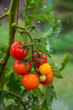 Bunch of ripe natural cherry red tomatoes in water drops growing in a greenhouse ready to pick. Organic vegetable garden