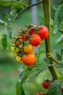 Ev bahçesinde yetişen olgun domates bitkisi. Yaz mevsiminde organik sebze bahçesindeki bir dalda taze kırmızı domatesler. Sağlıklı organik gıda ve tarım kavramı