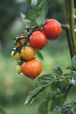 Bunch of ripe natural cherry red tomatoes in water drops growing in a greenhouse ready to pick. Organic vegetable garden