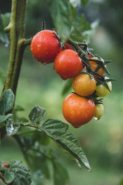 Tomatoes Vine Various States Ripeness Colors Ranging Green Bright Red — Stockfoto