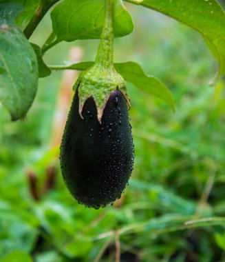 Eggplant plants on the plantation in water drops, ready to pick. Agricultural garden with eggplant vegetables among green foliage