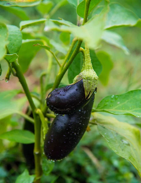 Eggplant Plants Plantation Water Drops Ready Pick Agricultural Garden Eggplant — Fotografia de Stock