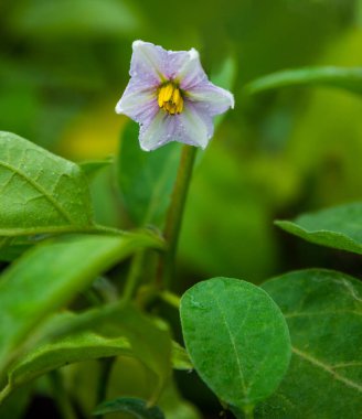 Eggplant fruits flowers growing in the garden. Organic vegetable garden