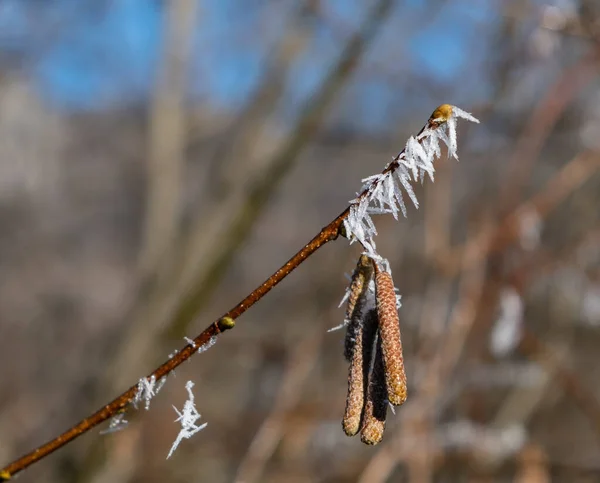 Branche Arbre Recouverte Aiguilles Blanches Givre Belle Forêt Hiver Slovénie — Photo