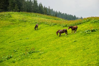 Horses on a pasture in the Carpathian Mountains, summer time