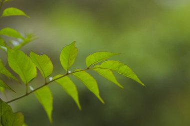Yeşil yapraklar, mavi arkaplan