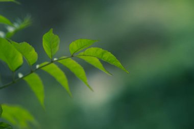 Yeşil yapraklar, mavi arkaplan