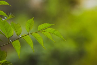 Yeşil yapraklar, mavi arkaplan