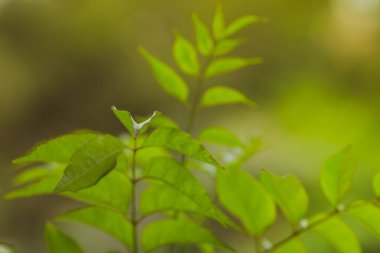 Yeşil yapraklar, mavi arkaplan