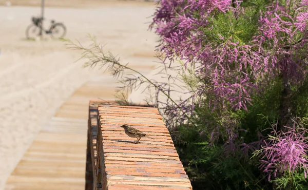 Sparrow Bench Waterfront Sitges — Stockfoto