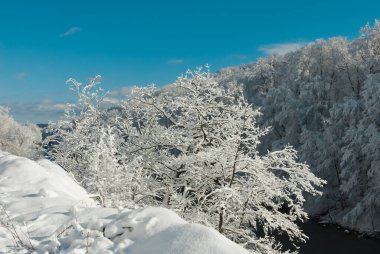 Winter morning in the forest. Trees covered with snow, winter landscape