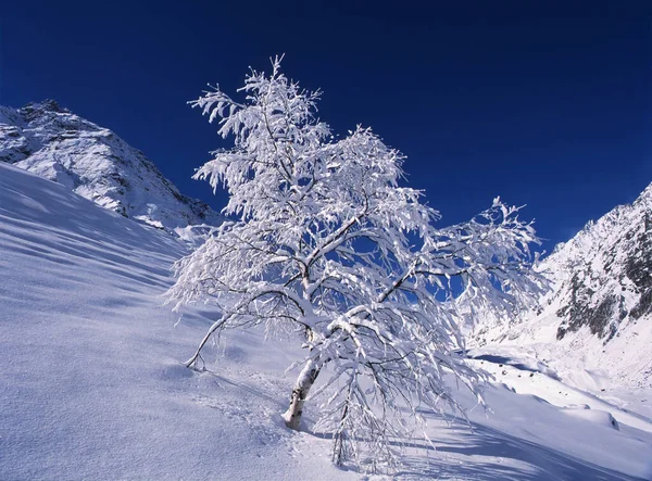 Winter Morning Mountains Tree Covered Snow Winter Landscape — Foto de Stock