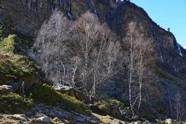 Birches Autumn Rocks — Stok fotoğraf
