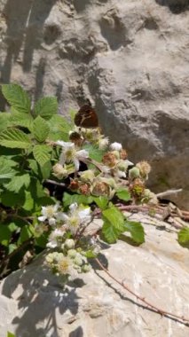 Butterfly and bee on blackberry flowers, summer time