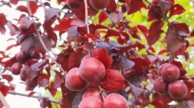 Plum Pissardi with red leaves and fruits. Red-leafed plum Pissardi (lat. Prunus cerasifera Pissardii), with juicy fruits on the branches in summer sunny day