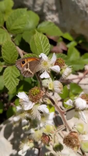 Butterfly Bee Blackberry Flowers Summer Time — Stock Video