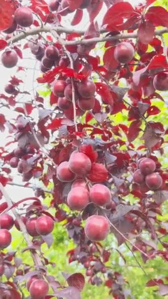 Plum Pissardi Red Leaves Fruits Red Leafed Plum Pissardi Lat — Vídeo de Stock