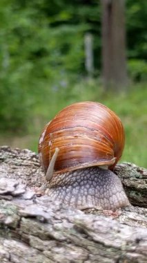 Burgundy snail (Helix pomatia). Snail moving on stump slowly. Video with brown snail sliding on the wood.Garden snail. Land snail in the family helicidae. Wildlife, wild nature