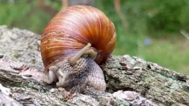 Burgundy snail (Helix pomatia). Snail moving on stump slowly. Video with brown snail sliding on the wood.Garden snail. Land snail in the family helicidae. Wildlife, wild nature