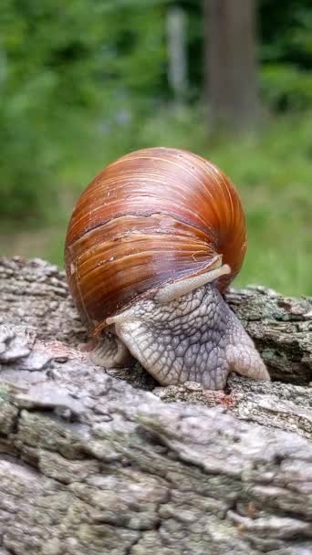 Burgundy Snail Helix Pomatia Snail Moving Stump Slowly Video Brown — Video