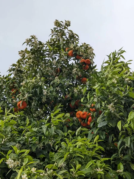 Mandarinas Maduras Colgando Árbol Flor — Foto de Stock