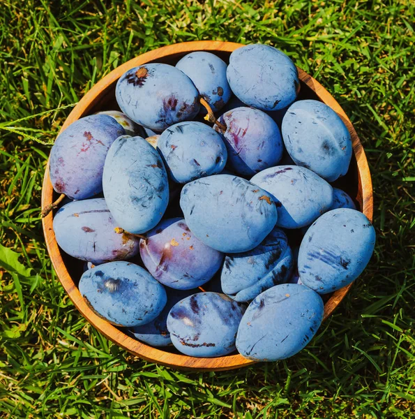 Purple fruits of a Stanley prune plum. Plum fruits variety Stanley. Ripe plums in a wooden bowl outdoor on the grass. Concept of home gardening and harvesting