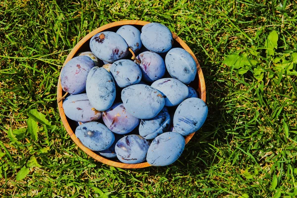 Purple fruits of a Stanley prune plum. Plum fruits variety Stanley. Ripe plums in a wooden bowl outdoor on the grass. Concept of home gardening and harvesting