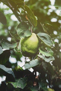 Big green fruits of quince on a tree, summertime. The concept of home gardening, growing organic food and harvesting