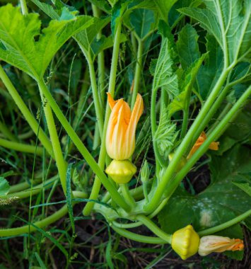 Pattypan squash growing in the garden. Patisson yellow variety flying saucer, summertime. The concept of home gardening, growing organic food and harvesting