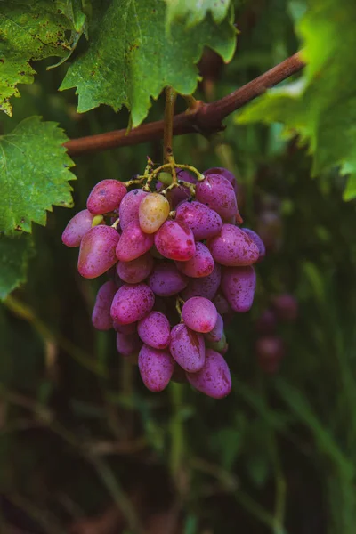 Pink grapes with vine and leaves. The concept of home gardening, growing organic food and harvesting