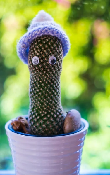 Cactus in the house in a warm winter hat. Energy crisis in Europe. Finance crisis. Economy problem, War sanctions. Power crisis concept, problem with heating