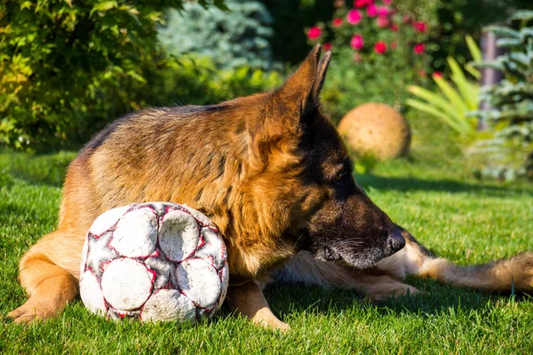 German shepherd playing with ball in the summer park. Dog is man\'s best friend. Pet care