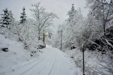 Forest in the snow, winter time