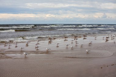 Beach near Baltic sea full of seagulls