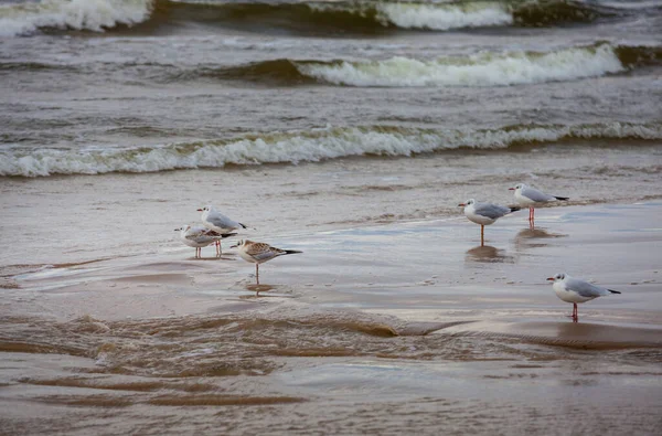 Beach Baltic Sea Full Seagulls — стоковое фото