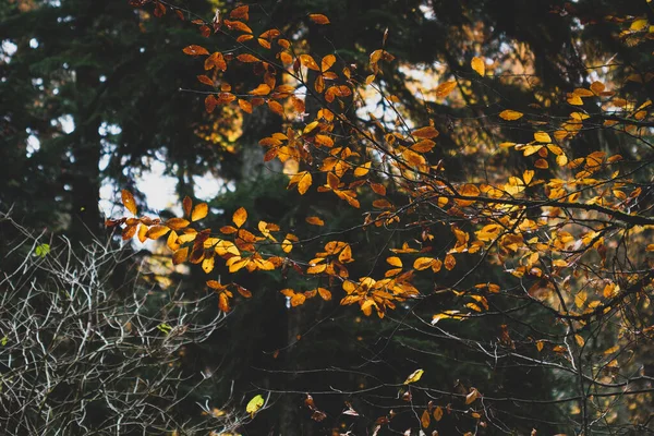 Ağaçların Üzerinde Kırmızı Sarı Yapraklar Var Sonbahar Arkaplanı — Stok fotoğraf