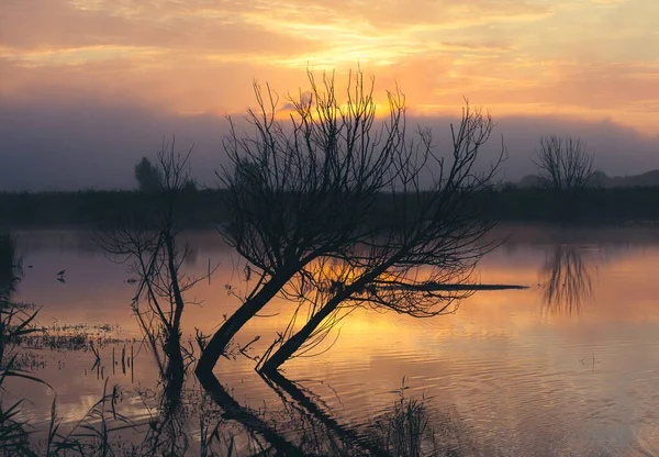 Jesienny Świt Brzegu Leśnego Jeziora Mgliste Krajobrazy Słońcem Wschodzące Nad — Zdjęcie stockowe