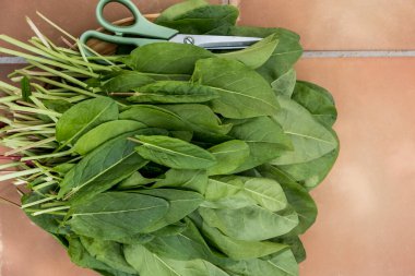 Tahta kasede taze çiğ organik tarla bitkisi. Faydalı sebze kültürü, tıbbi bitki, bahar yeşili sebze salatası. Bahar yeşili sebzeler, vitamin ve mineral açısından zengin.