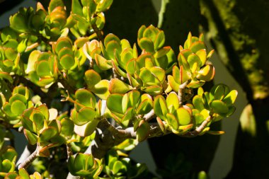 Crassula ovata Hummel 'ın Sunset' i, güneşli bir gün. Ev bahçesindeki bitkilerin yetiştirilmesi