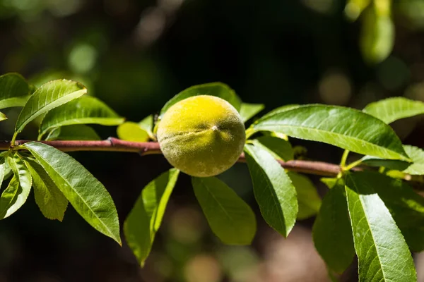 Зеленый Персик Ветке Зеленые Спелые Персиковые Плоды Ветке Окруженной Зелеными — стоковое фото