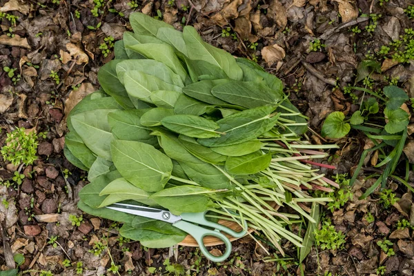 Fresh Raw Organic Sorrel Plant Wooden Bowl Useful Vegetable Culture — Fotografia de Stock